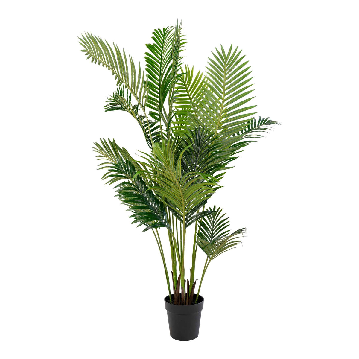 Palm ARECA 9501020