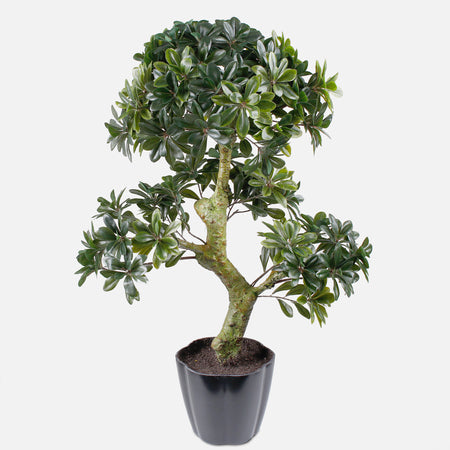 Искусственное растение BONSAI — Soft Room, Коста-дель-Соль, Испания