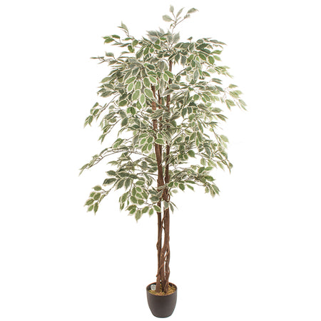 Искусственное растение FICUS 1.80м — Soft Room, Коста-дель-Соль, Испания