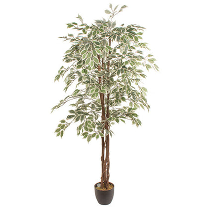 Искусственное растение FICUS 1.80м — Soft Room, Коста-дель-Соль, Испания