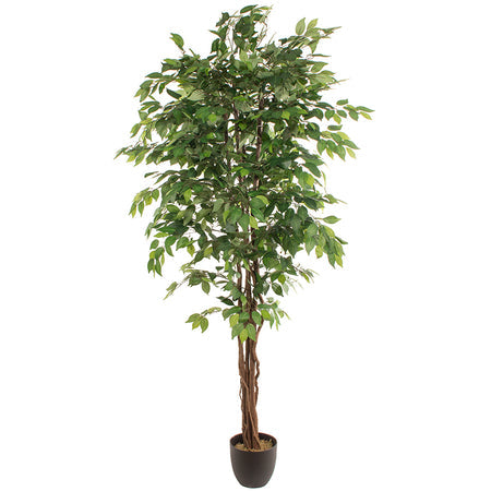 Искусственное растение FICUS 2.20м — Soft Room, Коста-дель-Соль, Испания