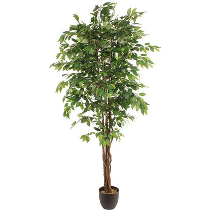 Искусственное растение FICUS 2.20м — Soft Room, Коста-дель-Соль, Испания